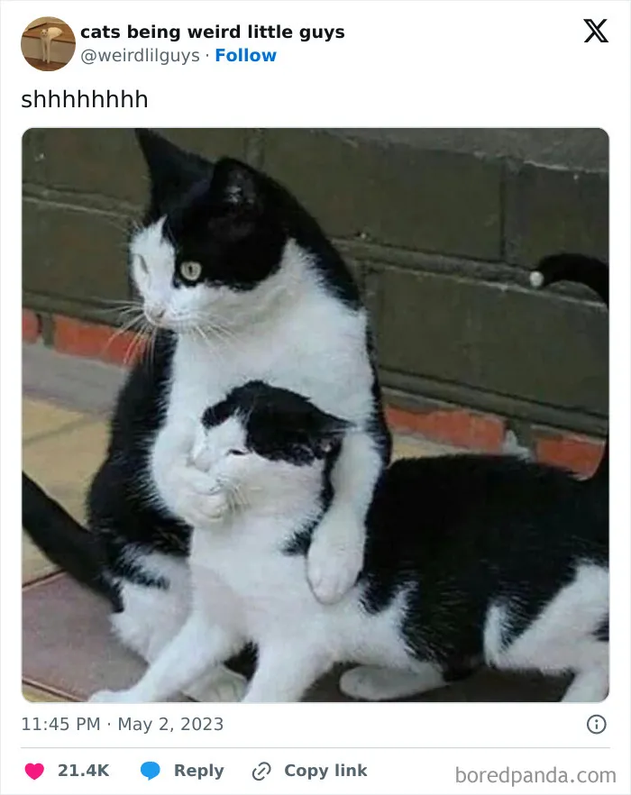 50 Funny Photos Of "Cats Being Weird Little Guys" That Prove Life With A Cat Is Never Boring (New Pics)