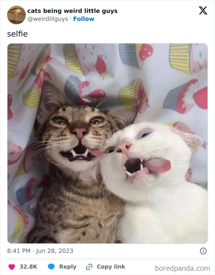 50 Funny Photos Of "Cats Being Weird Little Guys" That Prove Life With A Cat Is Never Boring (New Pics)