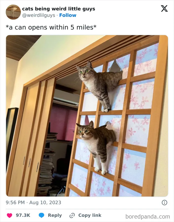 50 Funny Photos Of "Cats Being Weird Little Guys" That Prove Life With A Cat Is Never Boring (New Pics)