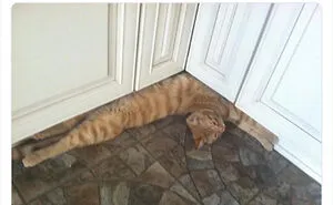 50 Funny Photos Of "Cats Being Weird Little Guys" That Prove Life With A Cat Is Never Boring (New Pics)
