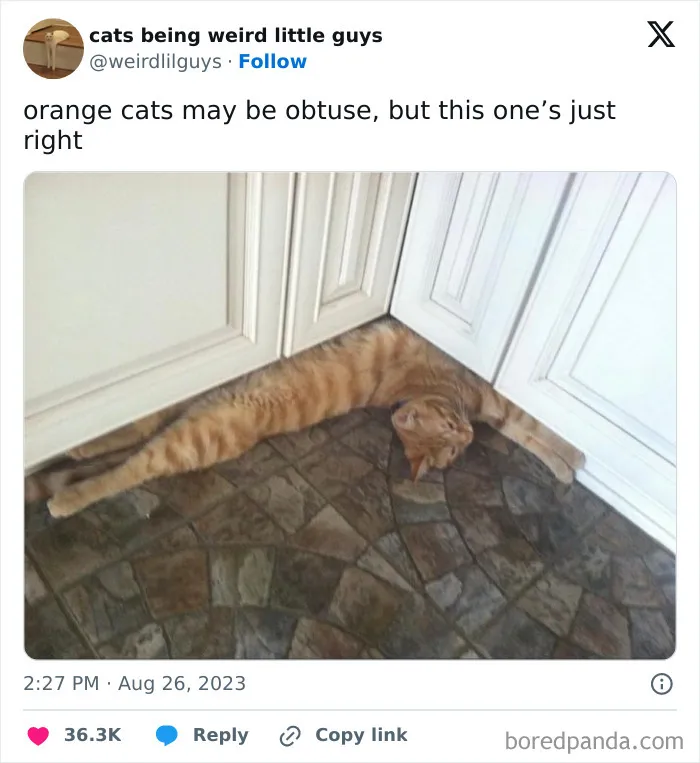 50 Funny Photos Of "Cats Being Weird Little Guys" That Prove Life With A Cat Is Never Boring (New Pics)
