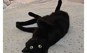 50 Funny Photos Of "Cats Being Weird Little Guys" That Prove Life With A Cat Is Never Boring (New Pics)