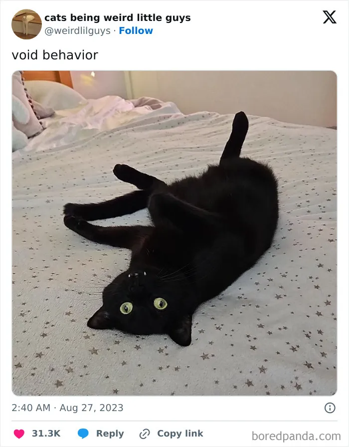 50 Funny Photos Of "Cats Being Weird Little Guys" That Prove Life With A Cat Is Never Boring (New Pics)