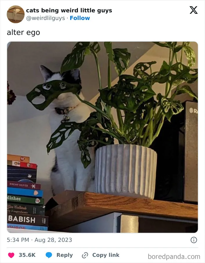 50 Funny Photos Of "Cats Being Weird Little Guys" That Prove Life With A Cat Is Never Boring (New Pics)