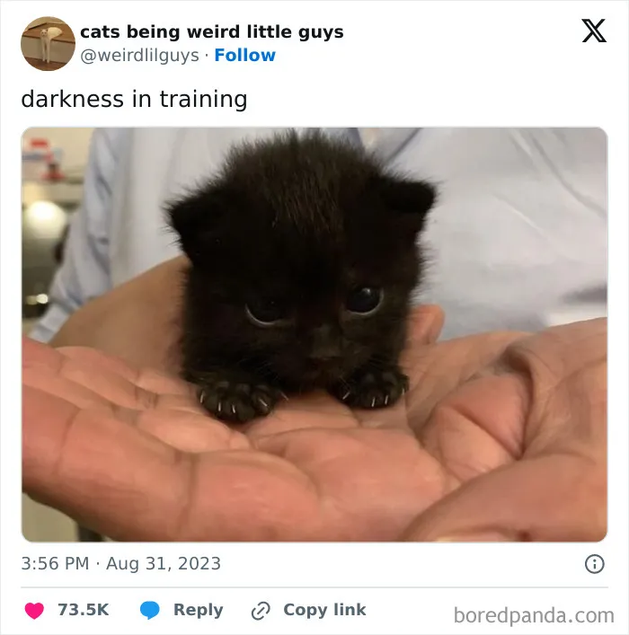 50 Funny Photos Of "Cats Being Weird Little Guys" That Prove Life With A Cat Is Never Boring (New Pics)