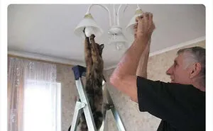 50 Funny Photos Of "Cats Being Weird Little Guys" That Prove Life With A Cat Is Never Boring (New Pics)