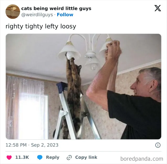 50 Funny Photos Of "Cats Being Weird Little Guys" That Prove Life With A Cat Is Never Boring (New Pics)