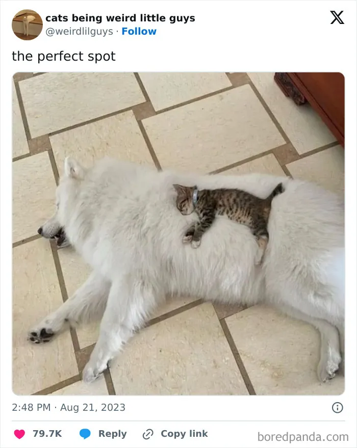 50 Funny Photos Of "Cats Being Weird Little Guys" That Prove Life With A Cat Is Never Boring (New Pics)
