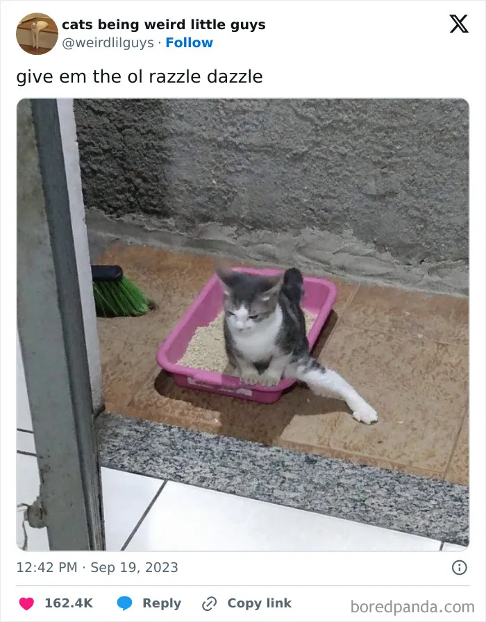 50 Funny Photos Of "Cats Being Weird Little Guys" That Prove Life With A Cat Is Never Boring (New Pics)