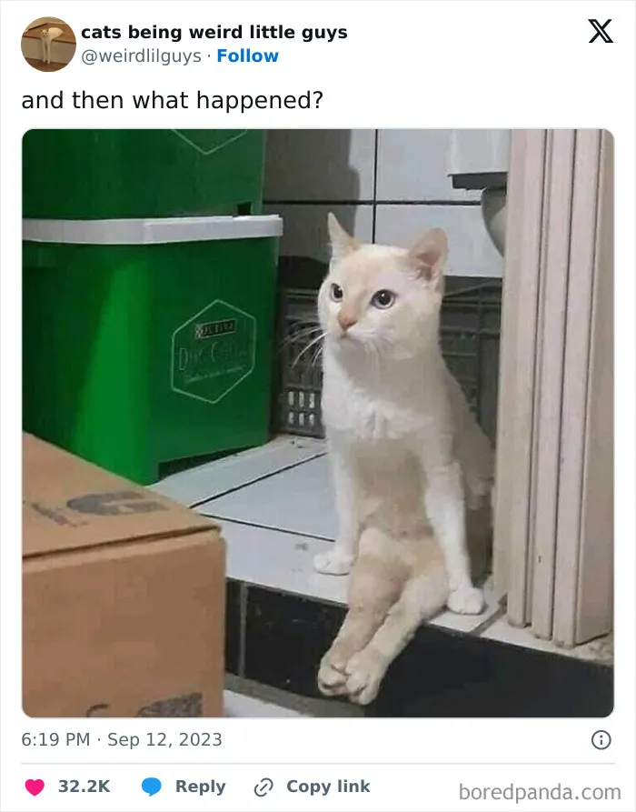 50 Funny Photos Of "Cats Being Weird Little Guys" That Prove Life With A Cat Is Never Boring (New Pics)