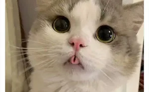 50 Funny Photos Of "Cats Being Weird Little Guys" That Prove Life With A Cat Is Never Boring (New Pics)