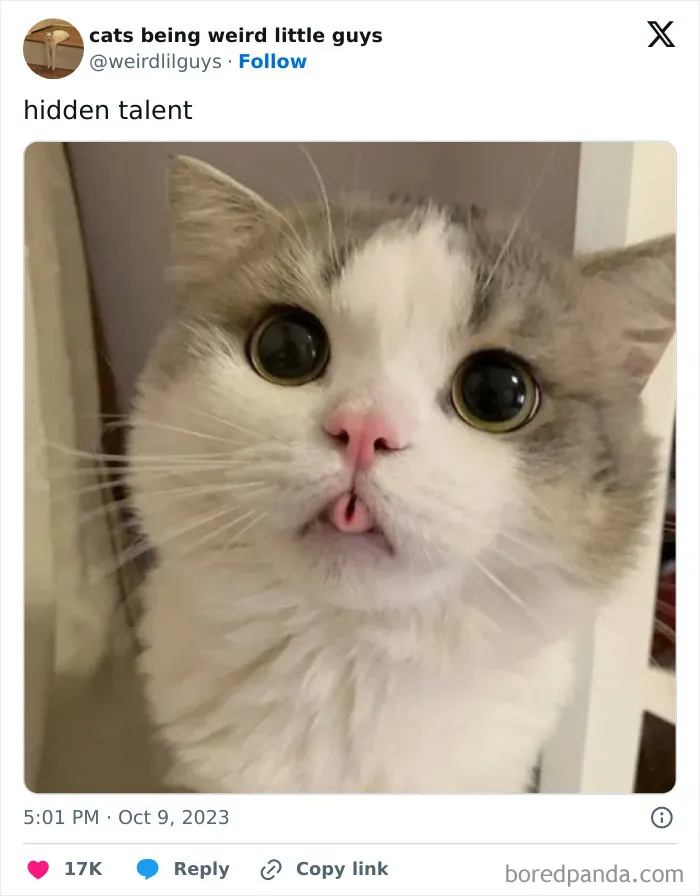 50 Funny Photos Of "Cats Being Weird Little Guys" That Prove Life With A Cat Is Never Boring (New Pics)