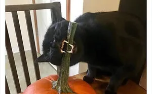 50 Funny Photos Of "Cats Being Weird Little Guys" That Prove Life With A Cat Is Never Boring (New Pics)