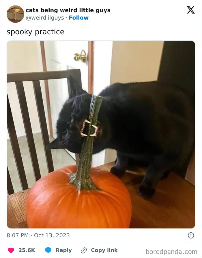 50 Funny Photos Of "Cats Being Weird Little Guys" That Prove Life With A Cat Is Never Boring (New Pics)