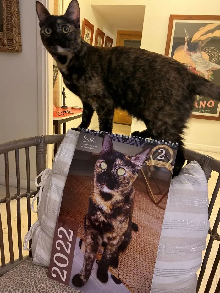 30 Cats That Won A Spot In Our Yearly Calendar, Posing Next To Their Winning Photos
