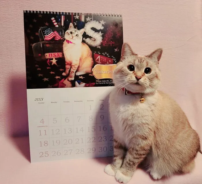 30 Cats That Won A Spot In Our Yearly Calendar, Posing Next To Their Winning Photos