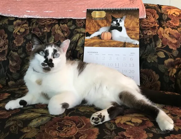 30 Cats That Won A Spot In Our Yearly Calendar, Posing Next To Their Winning Photos