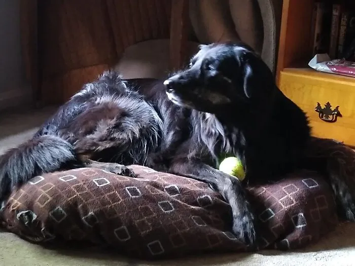Jazzy, Big Black Furry Girl, Was "Given" To Us From A Family Member. It Was A Vet Visit, But Well Worth The Cost