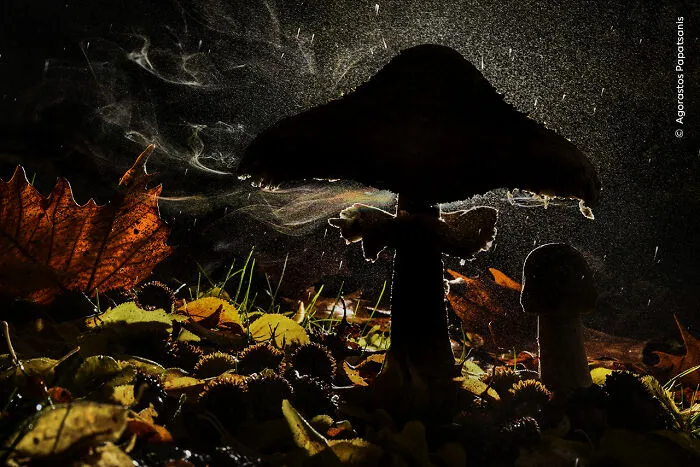 Last Breath Of Autumn By Agorastos Papatsanis, Greece, Winner, Plants And Fungi