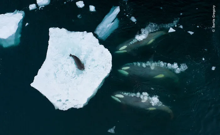 Whales Making Waves By Bertie Gregory, UK, Winner, Behaviour: Mammals