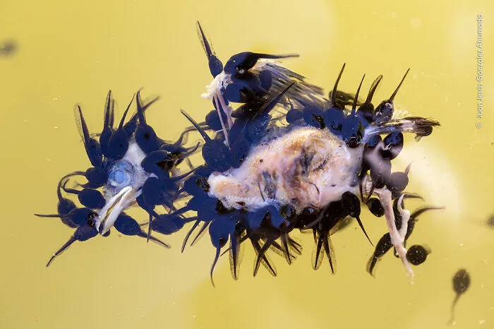 The Tadpole Banquet By Juan Jesús Gonzalez Ahumada, Spain, Winner, Behaviour: Amphibians And Reptiles