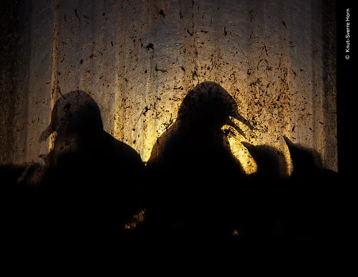 Birds Of The Midnight Sun By Knut-Sverre Horn, Norway, Winner, Urban Wildlife