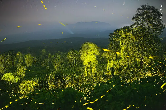 Lights Fantastic By Sriram Murali, India, Winner, Behaviour: Invertebrates