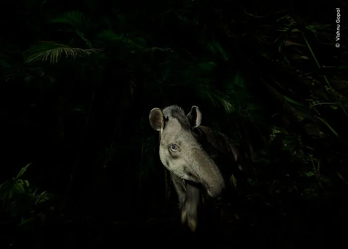 Face Of The Forest By Vishnu Gopal, India, Winner, Animal Portrait