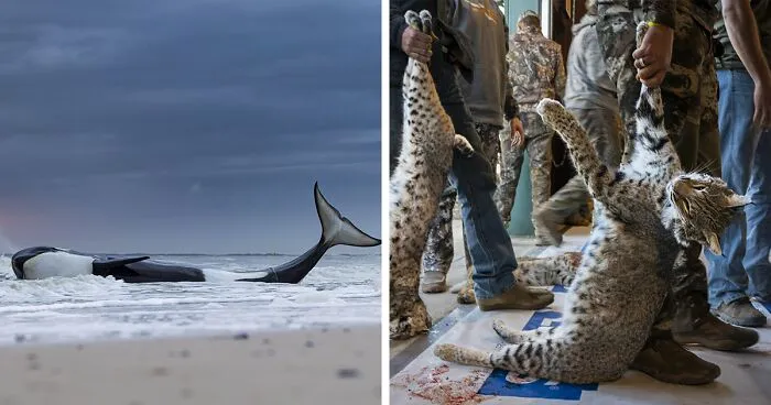 Here Are The 15 Winning Images Of The Wildlife Photographer Of The Year Competition