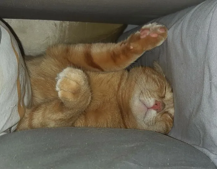 In His Pillow Fortress