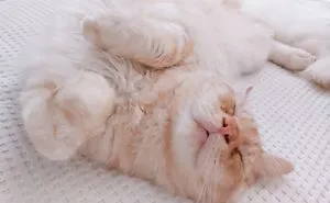 Hey Pandas, Post Pictures Of The Best Cat Sleep Positions You’ve Captured