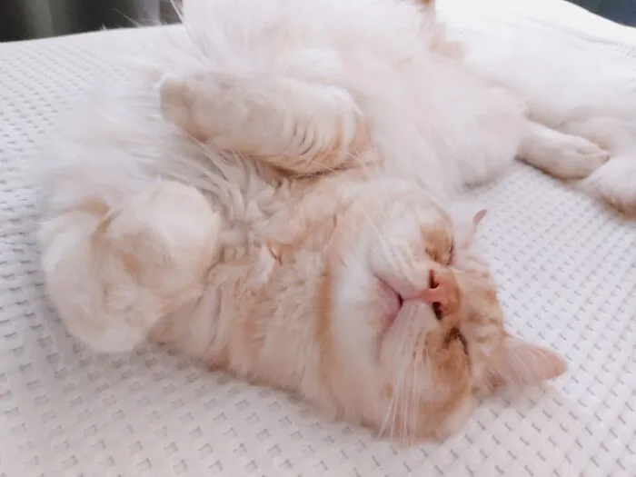Monster Sleeping