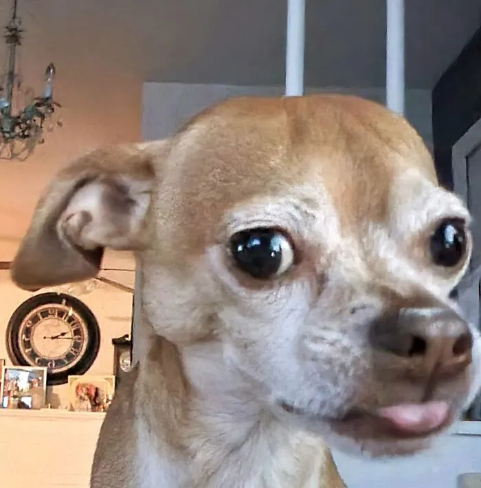 Chihweewee Blep