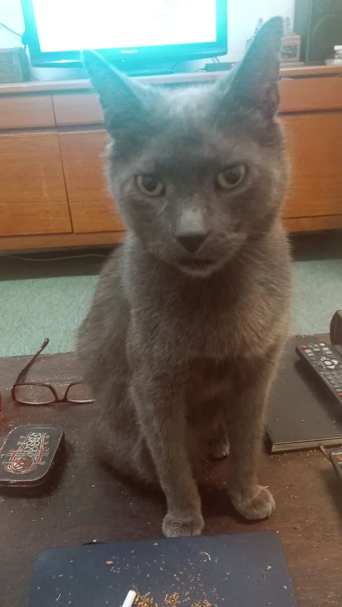 This Little Guy