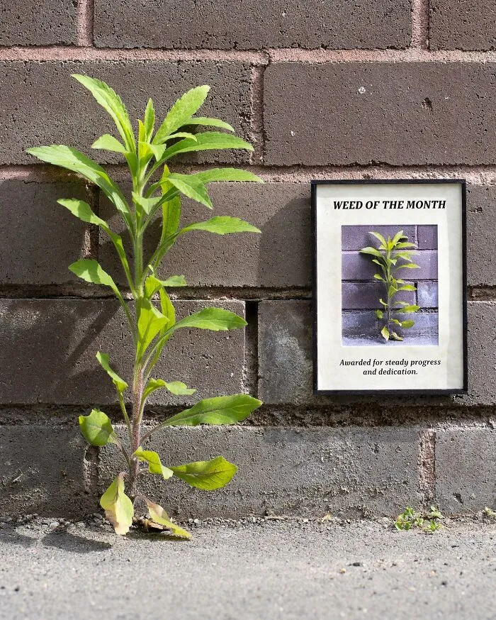 Este artista deja divertidos carteles por la ciudad para que la gente los encuentre