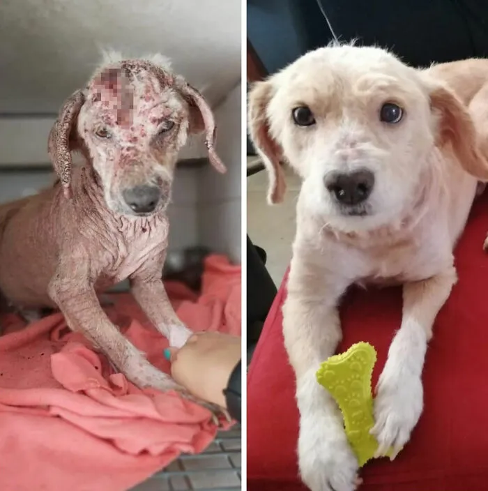 Guy Shares 22 Incredible Before & After Rescue Dog Transformations, Shows What Love Can Do (New Pics)