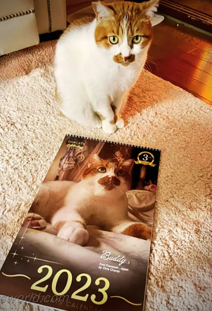 30 Cats That Won A Spot In Our Yearly Calendar, Posing Next To Their Winning Photos