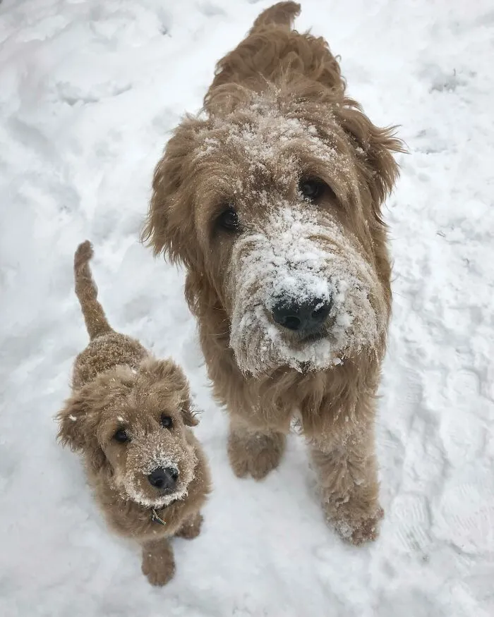 35 Heartwarming Photo Edits Bring Pets And Their Younger Versions Together, Made By This Artist (New Pics)