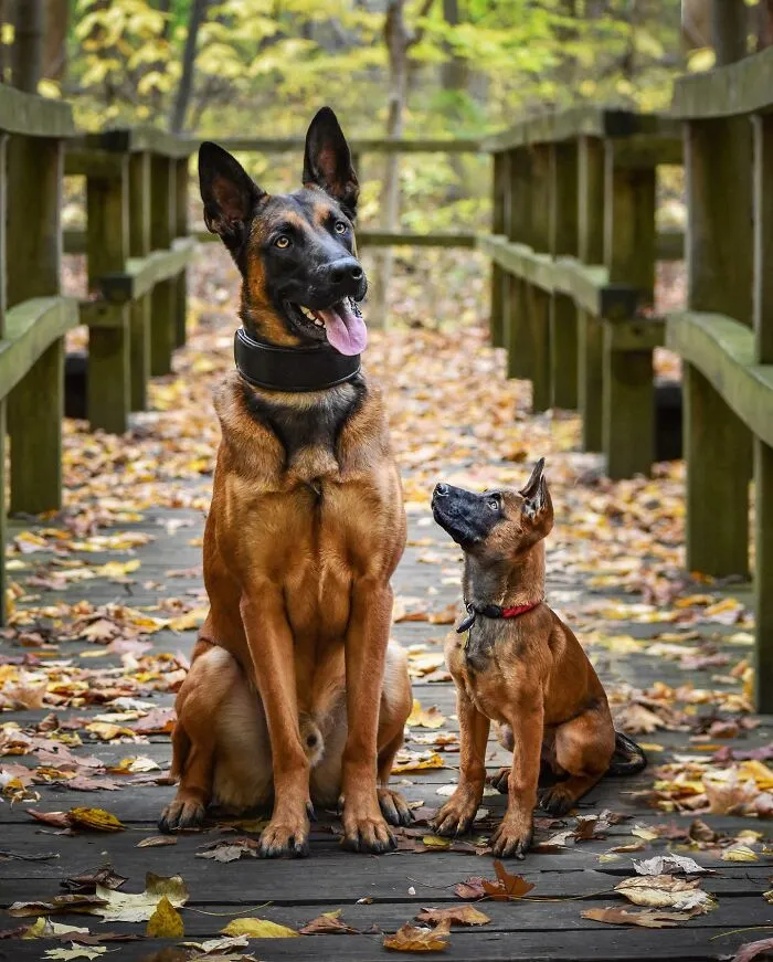 35 Heartwarming Photo Edits Bring Pets And Their Younger Versions Together, Made By This Artist (New Pics)