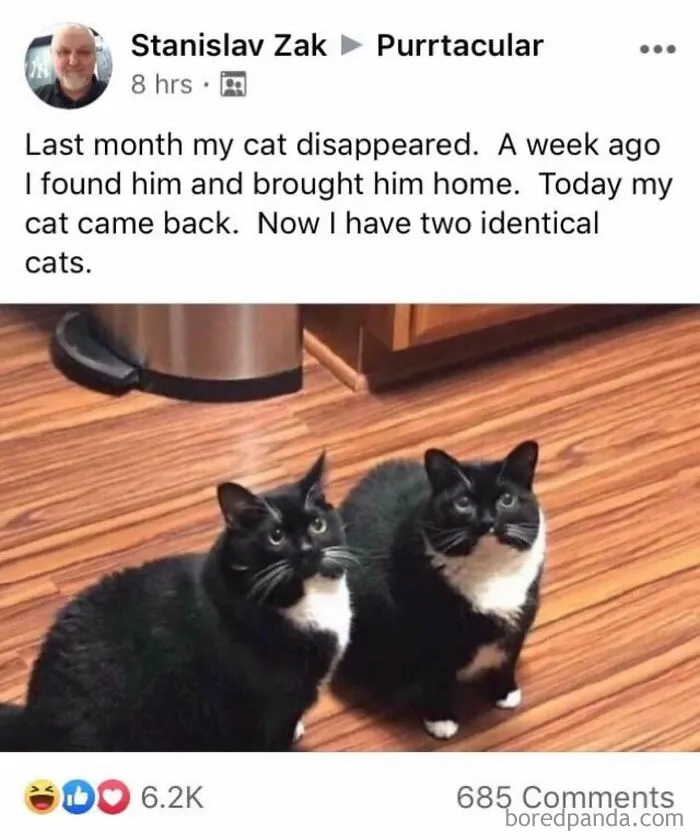 50 Hilarious Animal Memes From This Instagram Page