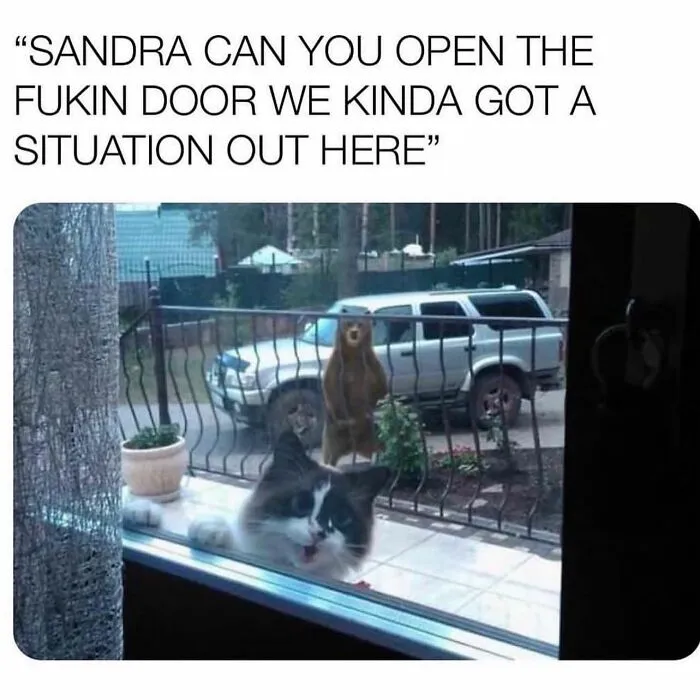 50 Hilarious Animal Memes From This Instagram Page
