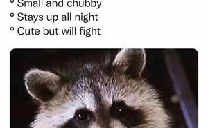 50 Hilarious Animal Memes From This Instagram Page