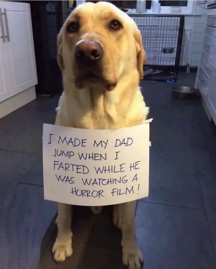 50 Hilarious Animal Memes From This Instagram Page