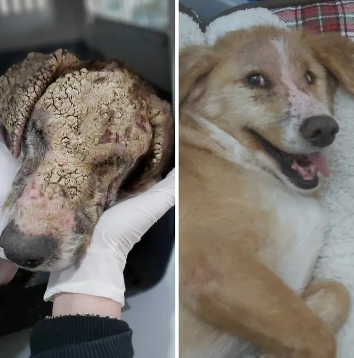 Guy Shares 22 Incredible Before & After Rescue Dog Transformations, Shows What Love Can Do (New Pics)