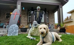 Our Dog Poses With Neighbors' Halloween Decorations (14 Pics)