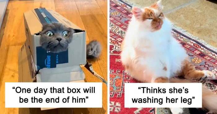 People Are Sharing Their Pets' Silliest Moments They Are Definitely Not Proud Of For This New Trend