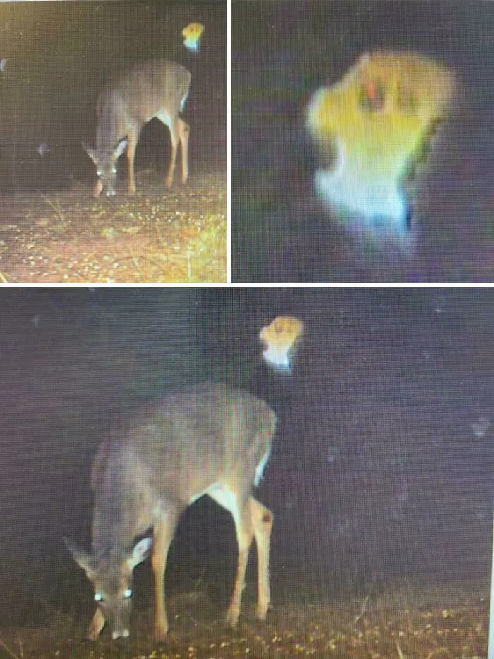 El dueño de las tierras donde se captó esto dice que hubo una muerte trágica allí
