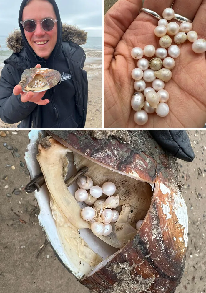 After My Polar Plunge This Morning, We Found This Massive Mussel Onshore With 28 Freshwater Pearls Inside In Atwater Beach