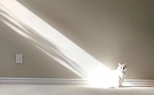 50 Funny Photos Of "Cats Being Weird Little Guys" That Prove Life With A Cat Is Never Boring (New Pics)