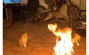 50 Funny Photos Of "Cats Being Weird Little Guys" That Prove Life With A Cat Is Never Boring (New Pics)